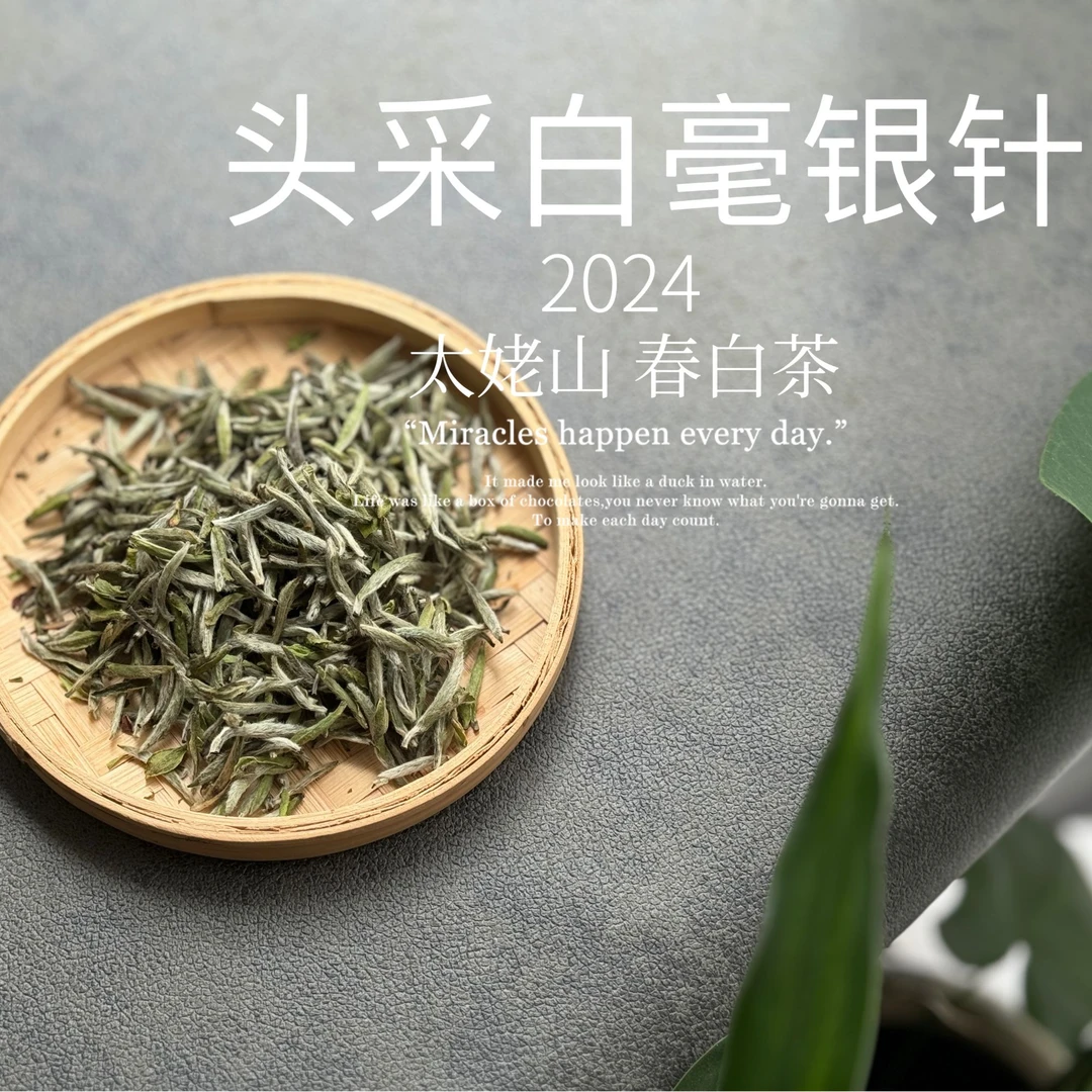 【2024春茶来了】2024头采白毫银针，鲜、嫩、爽、滑，怎一个“嫩”字了得？