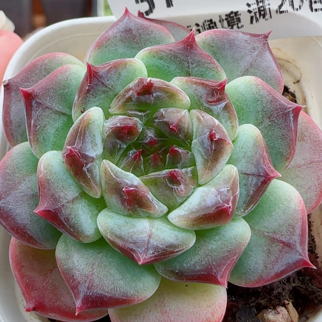 花语逸镜0924-57秘境冰魄