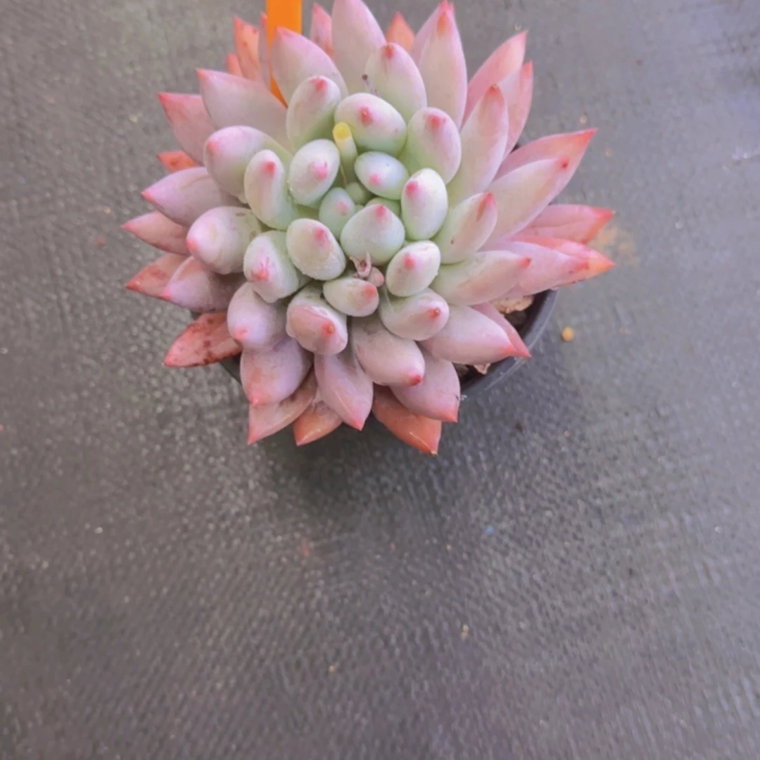 半*815多肉植物一物一拍