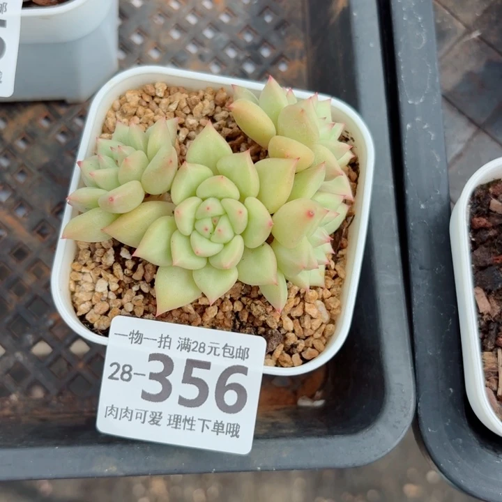 白底香草无盆土发货多肉多肉无