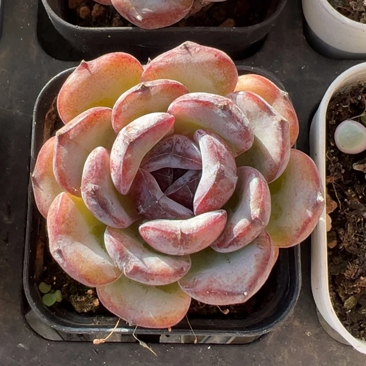 黑糖多肉植物一物一拍