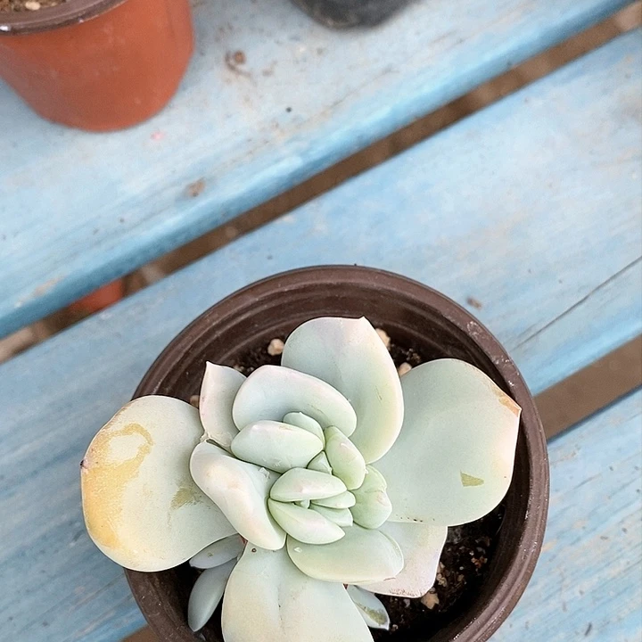 奶茶一物一拍植物