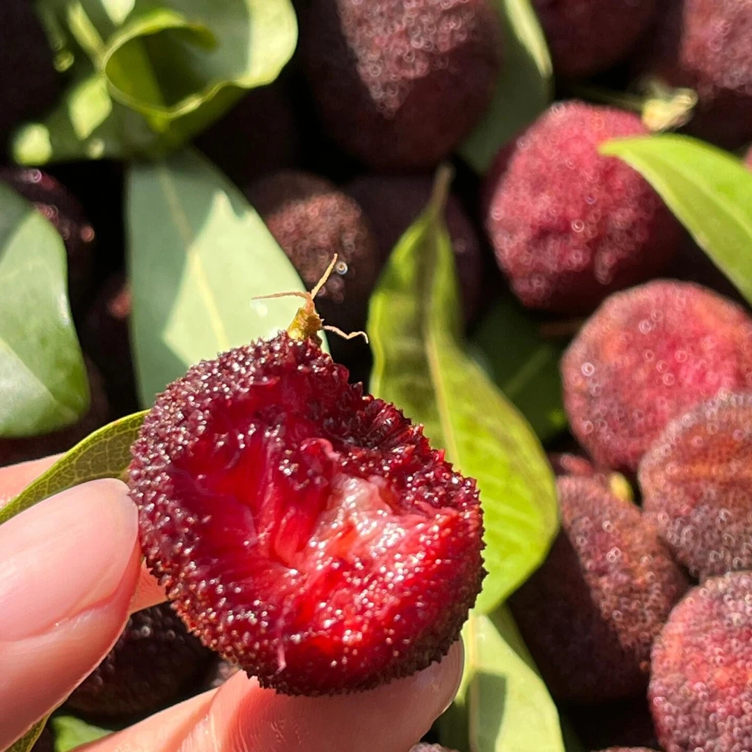 本地现摘杨梅25元2斤