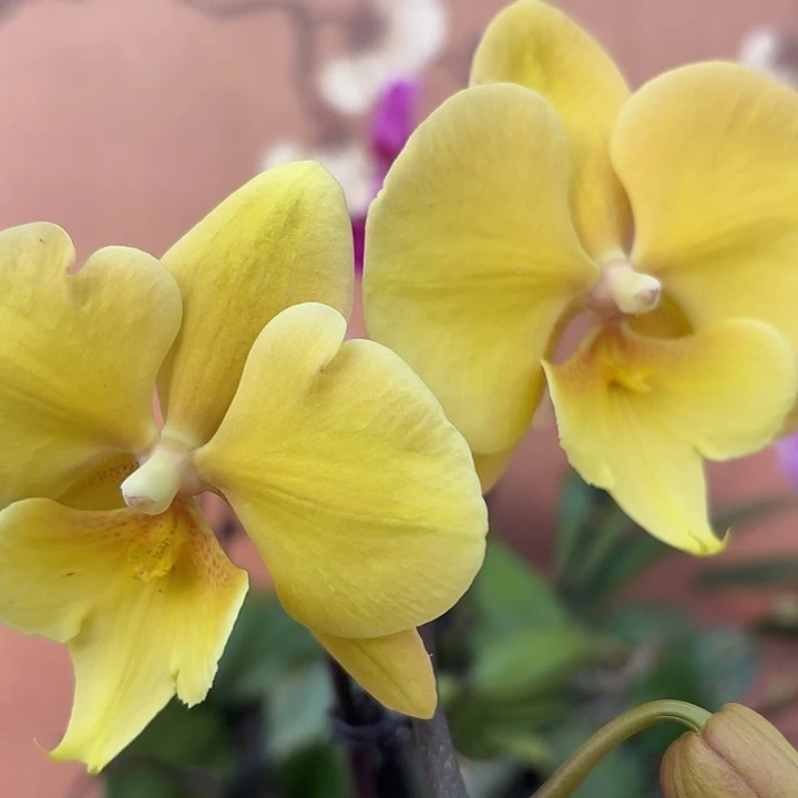 吾***谷完全开放063春日暖阳