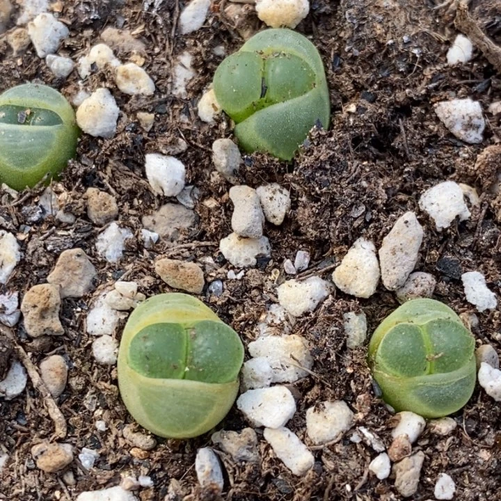 Y400风铃一颗一颗