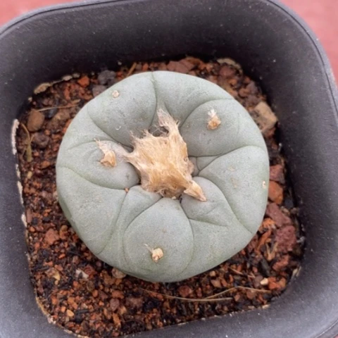 实生鱼单4仙人球