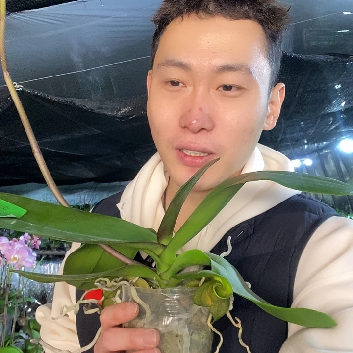 无花朵金貂带花剑