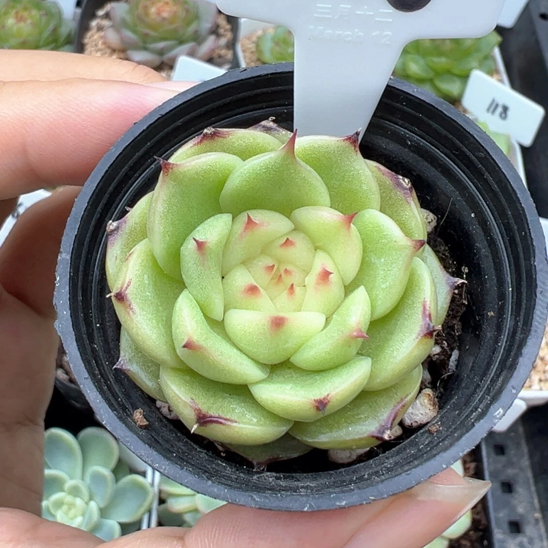 118号玉玲珑小品味