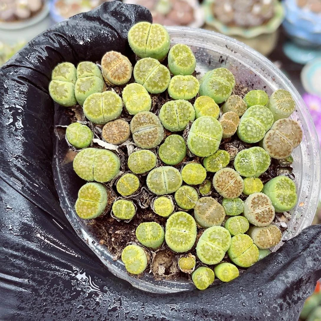 生石花满18包邮1120-211