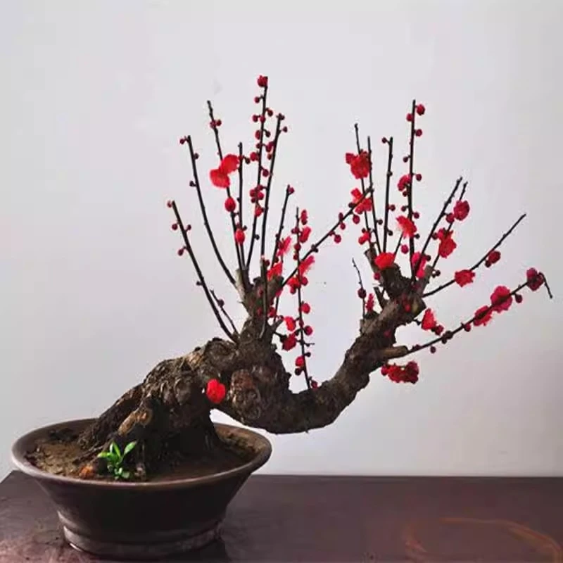 实物梅花盆景 红须朱沙梅 造型树桩室内老桩耐寒盆栽