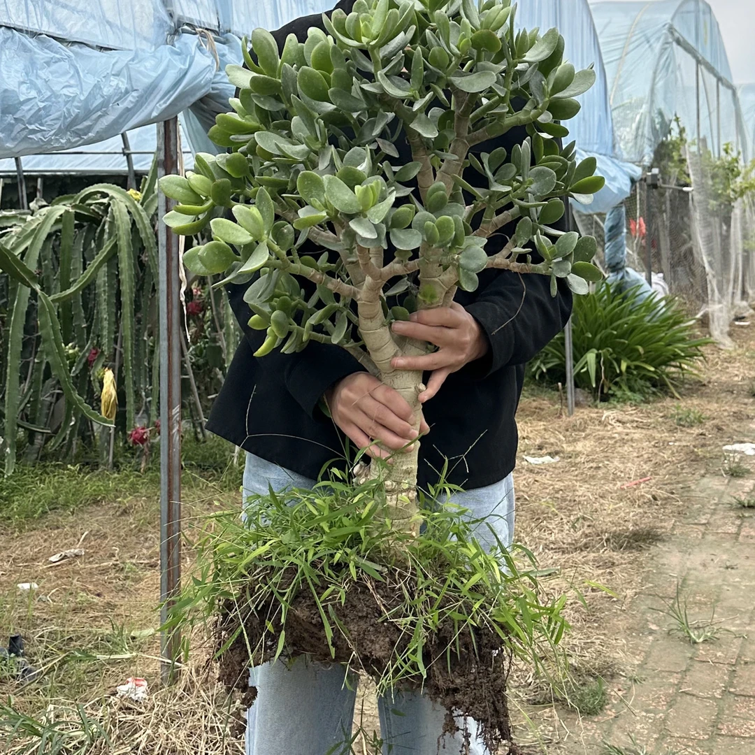 超大颗玉树红边绿叶玉树老桩（土球发货运输途中少许掉叶属正常）