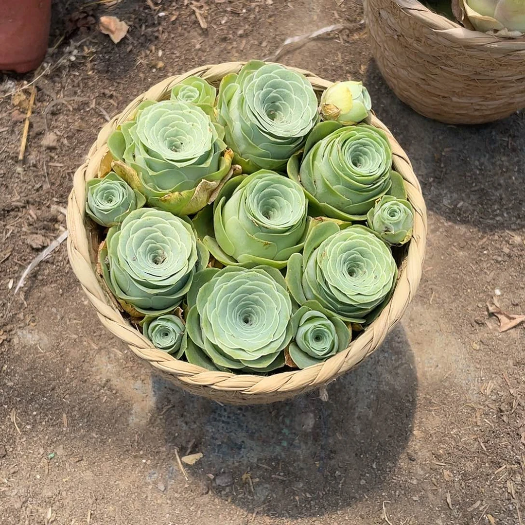 山地玫瑰7颗单头带篮子