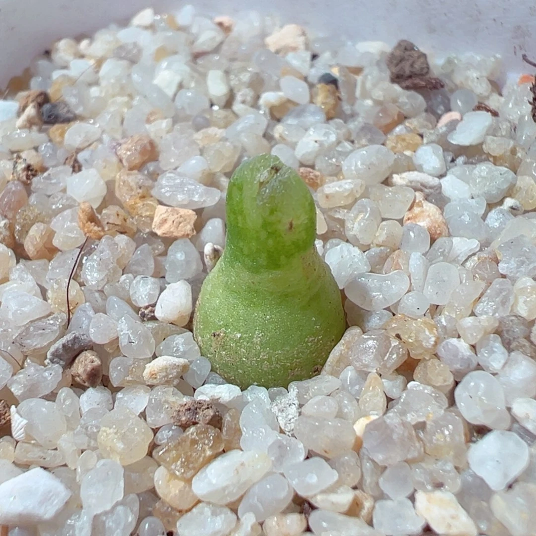 1226-739多肉多肉小葫芦