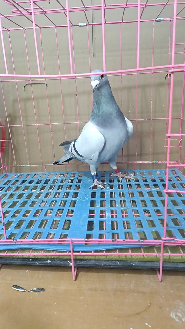 信鸽成绩鸽，比利时圆环种鸽，宠物鸽