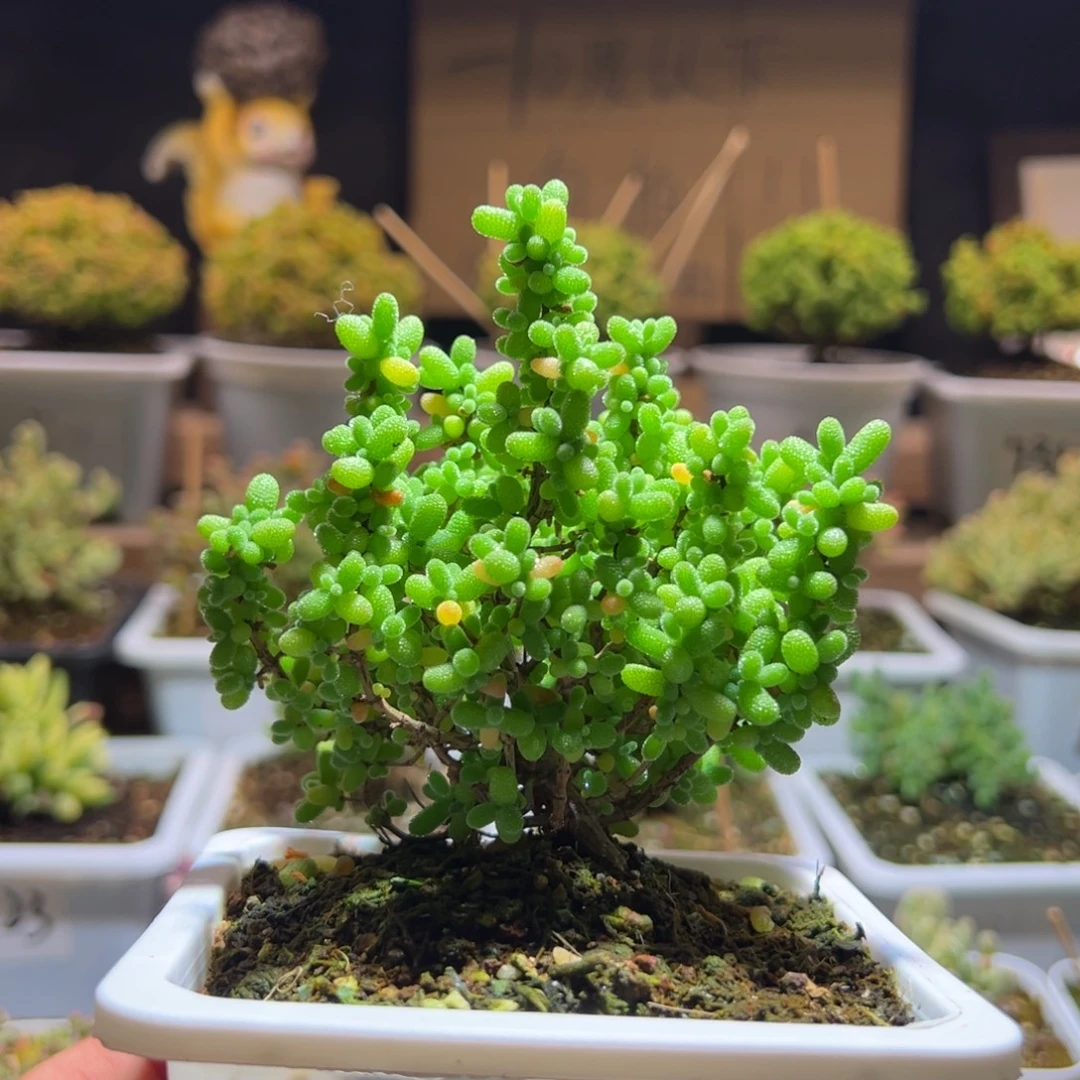 34金桔一物一拍包开箱