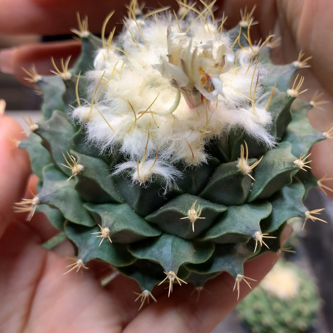 苗接 帝冠 7公分起发(无根)