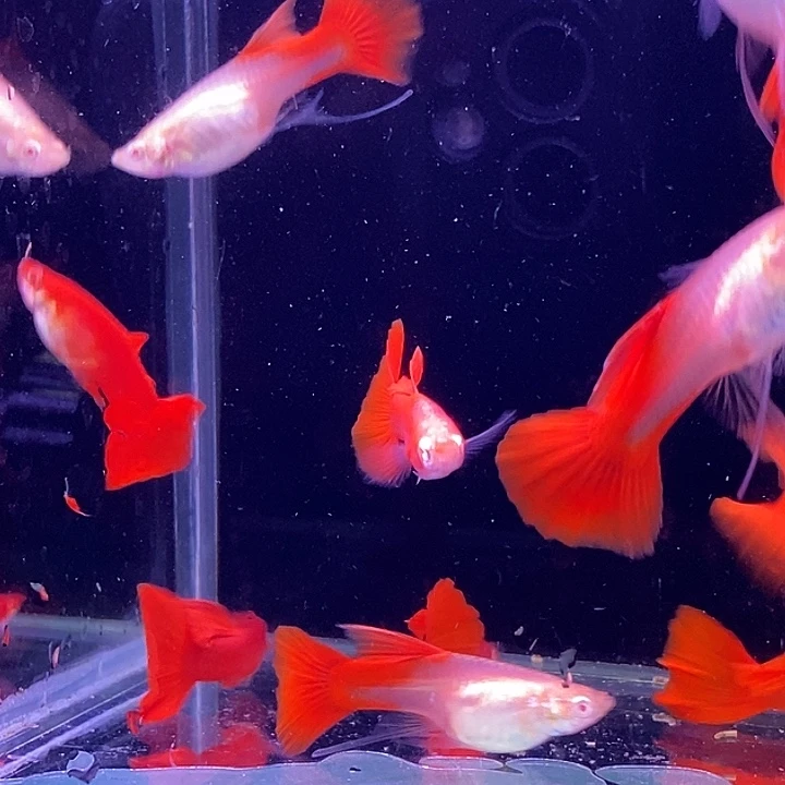 孔雀鱼血红飘带10条包邮