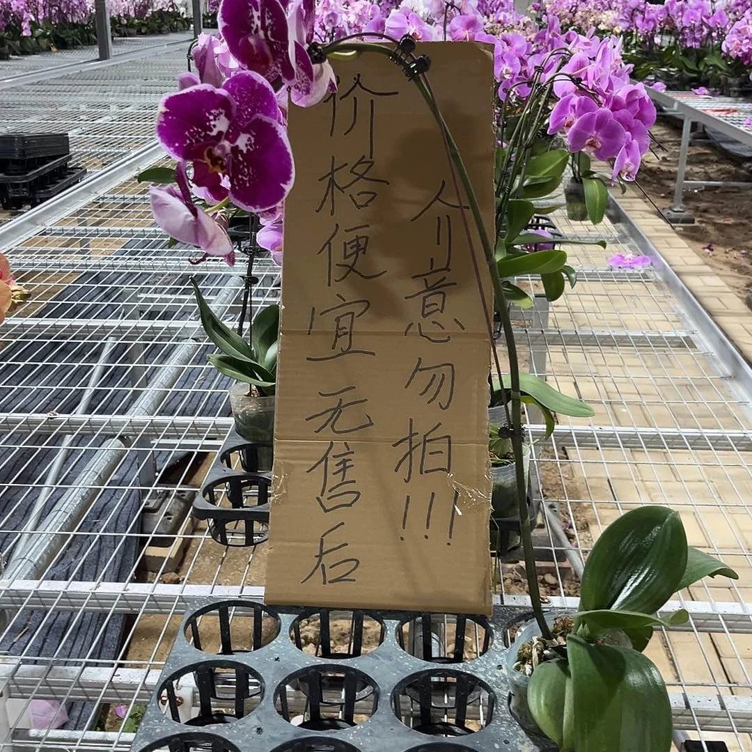 f***5完全开放蝴蝶兰1个 不售后
