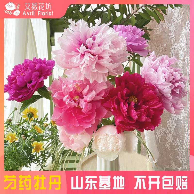 『多色混搭』牡丹鲜花 年宵花 芍药鲜切花 山东基地直发