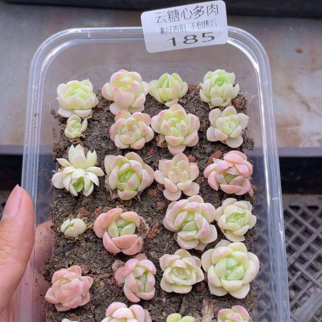 云糖心多肉植物185