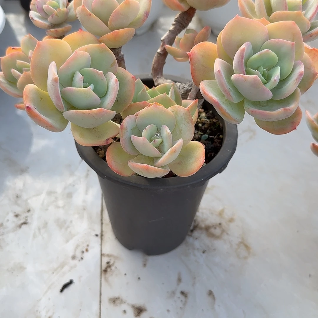 红***叶白凤多肉植物一颗