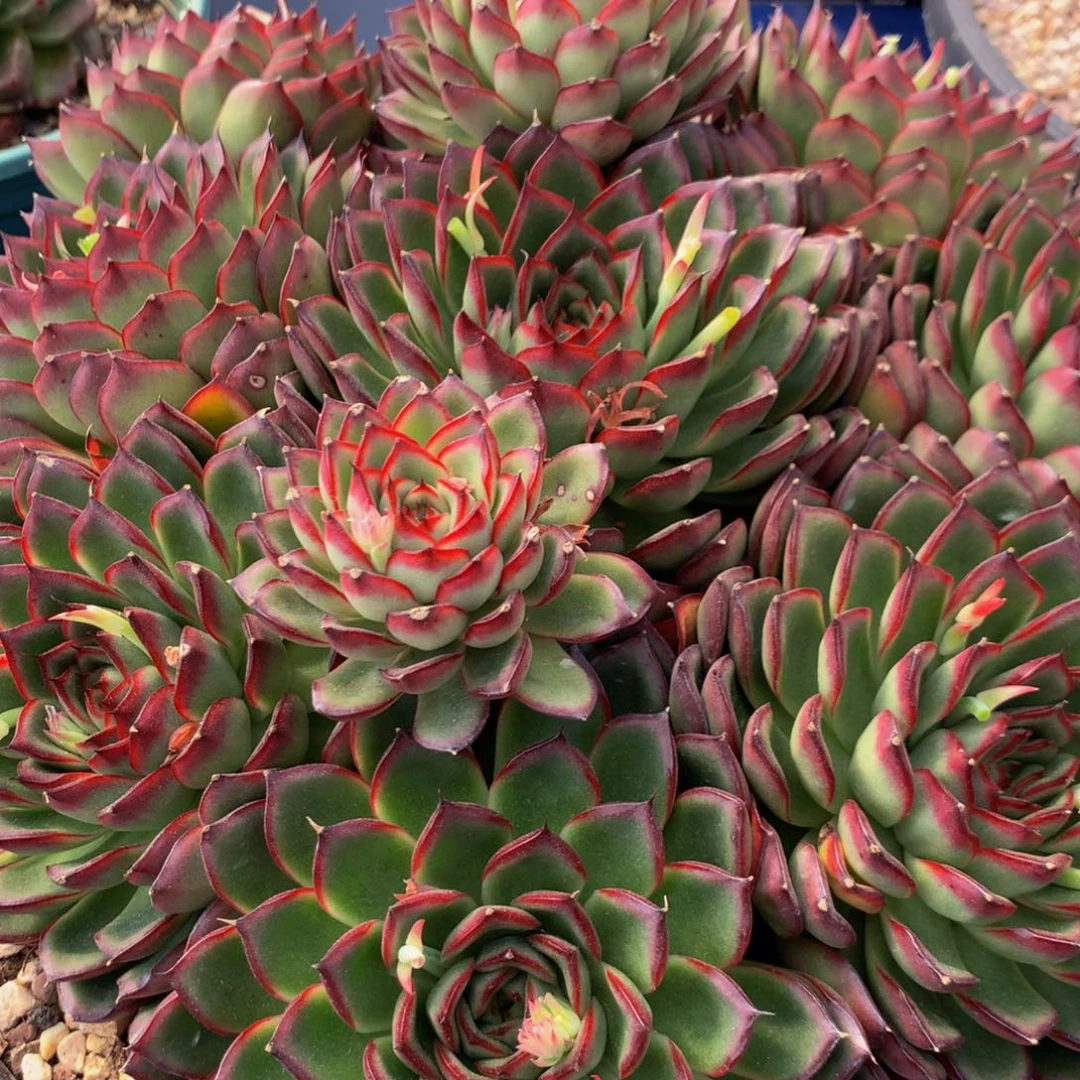 夏*。萤火虫111111带盆寄养