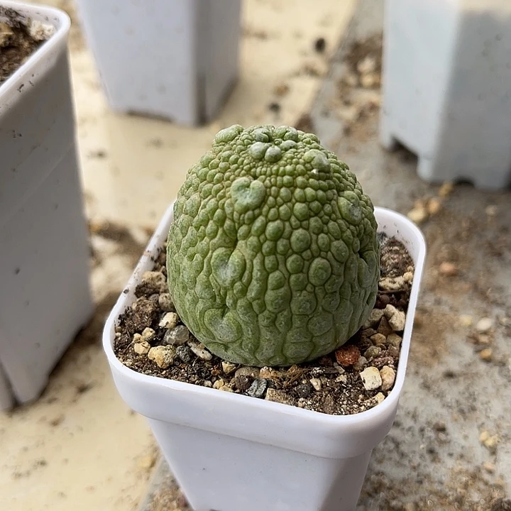 无花朵实生凝蹄玉一物一拍