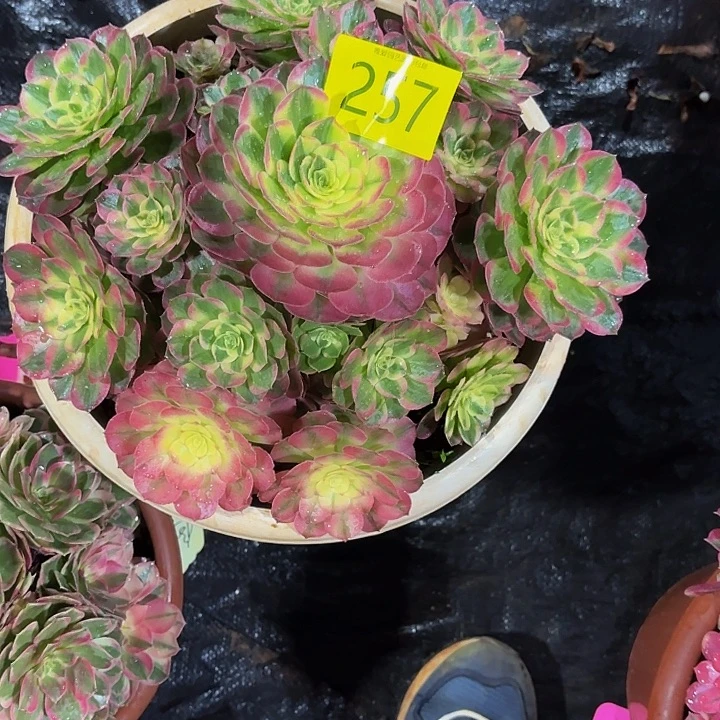 多肉植物海仙257号