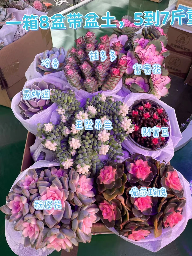 一箱8盆（5到7斤）带养殖盆土带挂钩组合多肉植物吸甲醛懒人沙漠