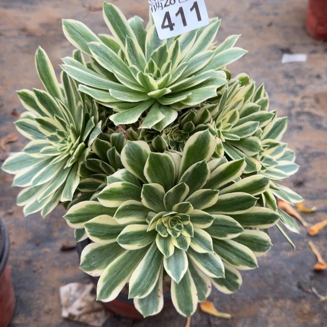 颜宁多肉411满28包邮断枝不包