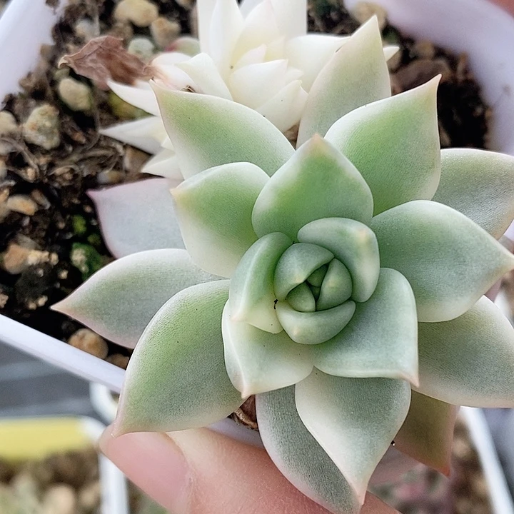 灵魂灵魂一物一拍，