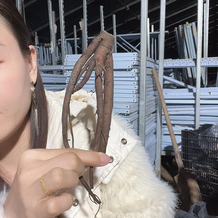 当前无花栽培后可以开花罗马荣耀