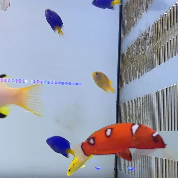 海水鱼白点红龙。