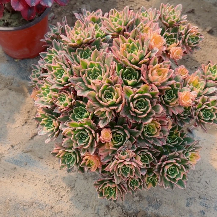 485甜茶多肉一起玩