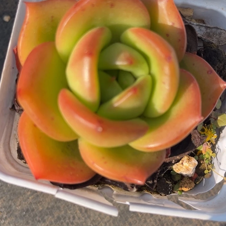 用****033 0000000000