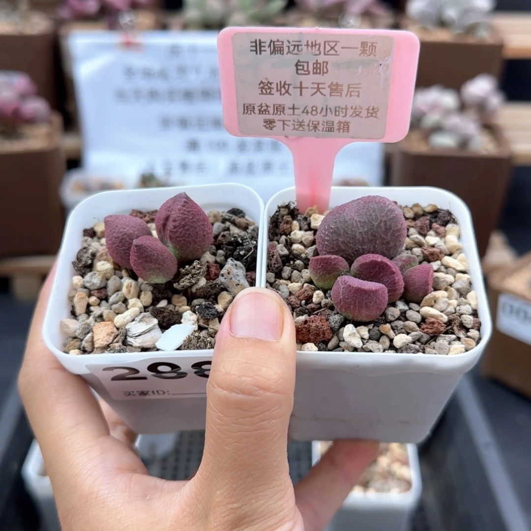 288少女心亚当多肉