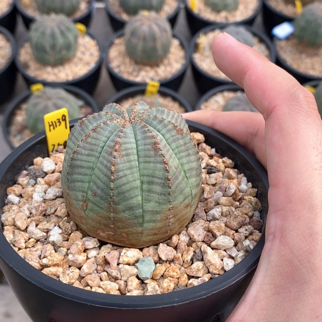 22 欧系实生布纹球多肉植物