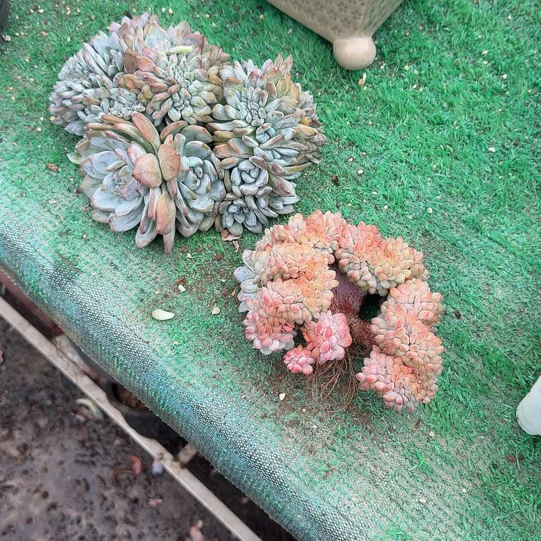 ゛****两个福利呀呀呀呀呀
