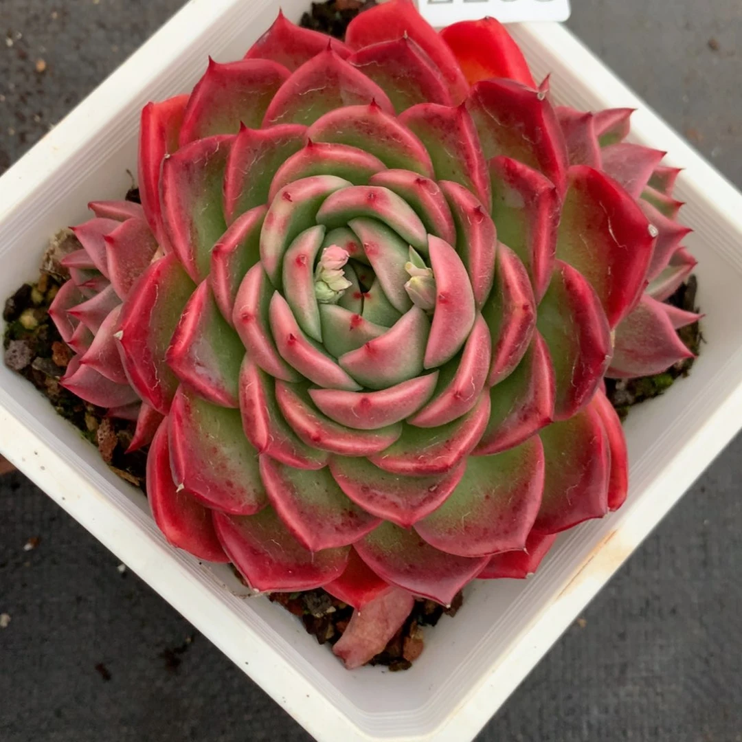 2295杂交多肉植物