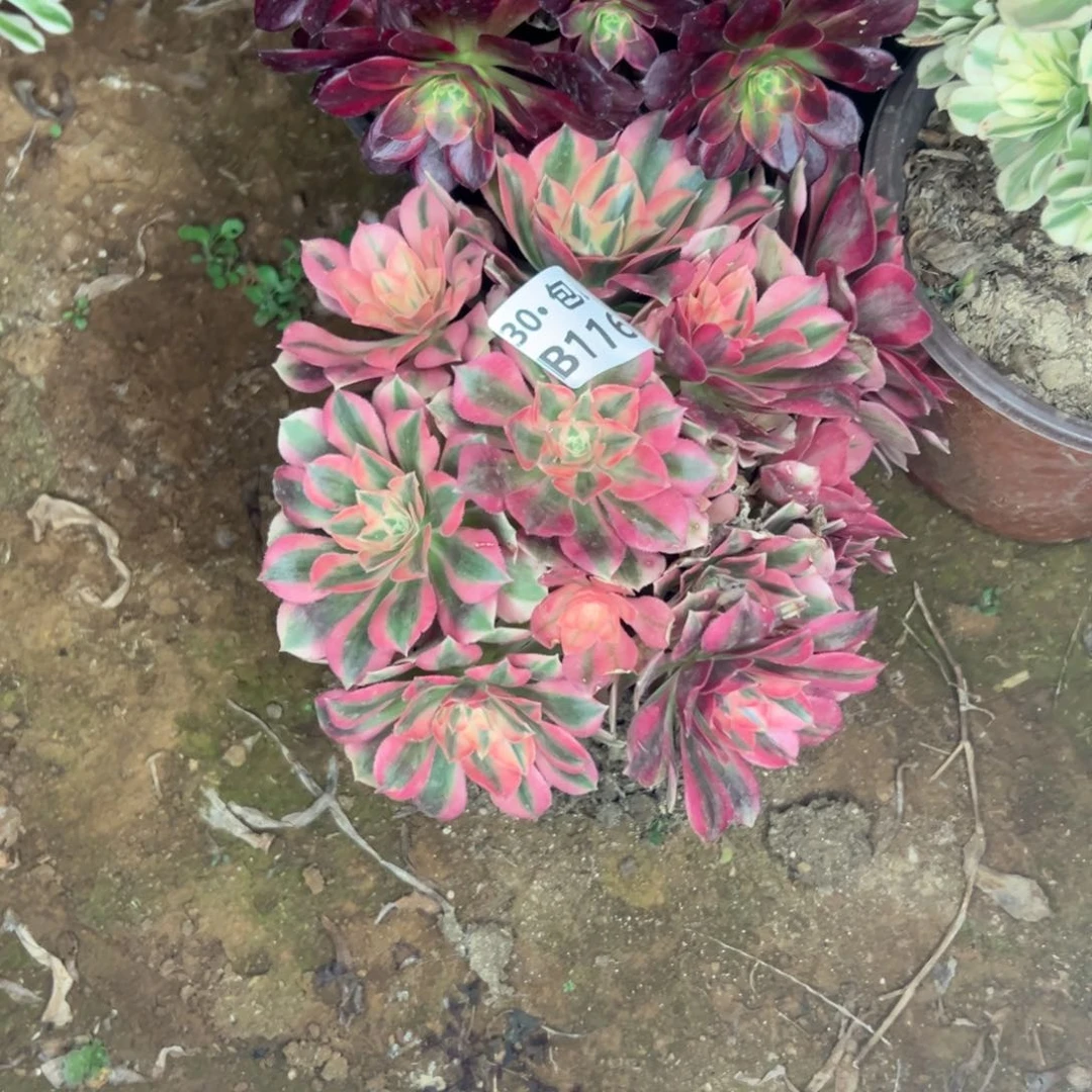 116 女巫多肉不包断枝