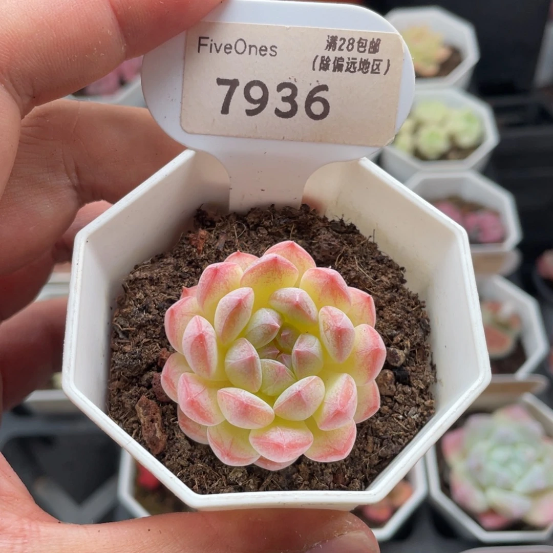 美梦7936-4.0厘米