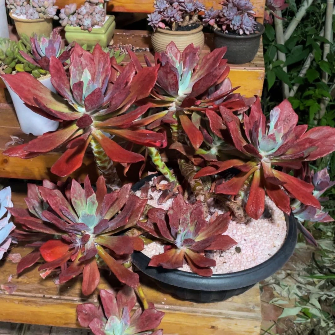 多肉植物盆栽多肉