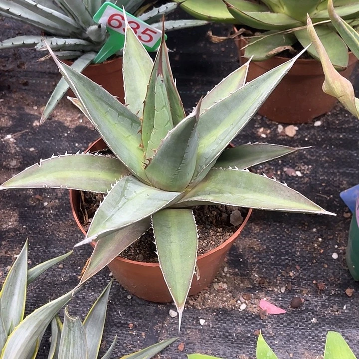 斌*背刺帝释天龙舌兰