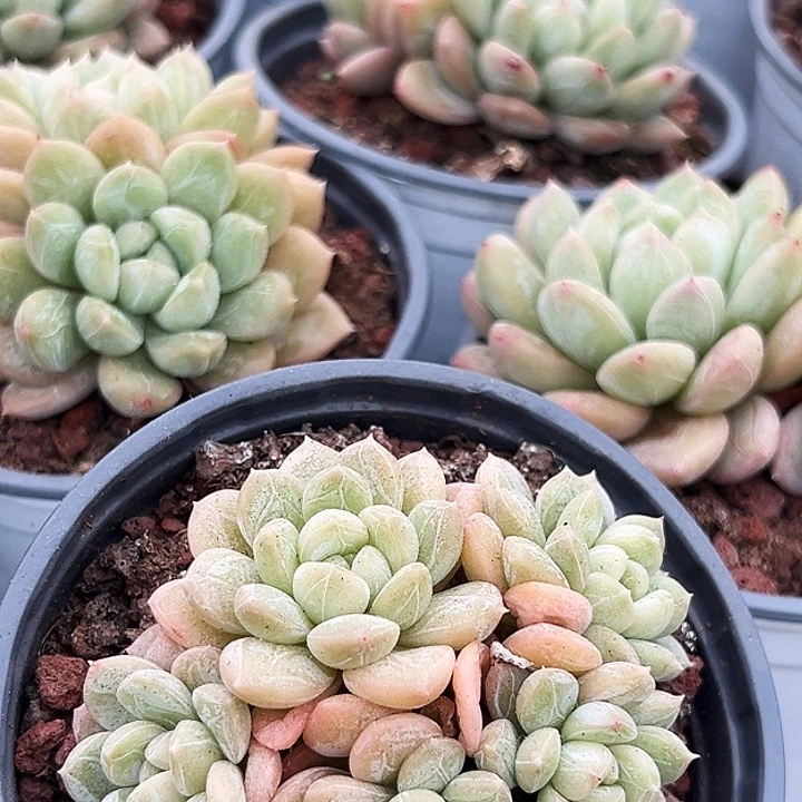 两盆   多头  百搭翡翠