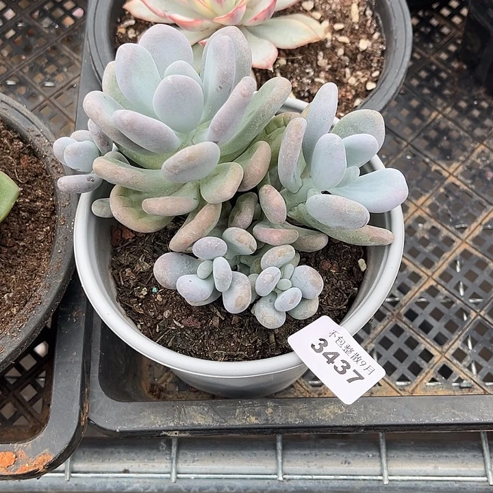 阿雅园艺。      3437橙雪球