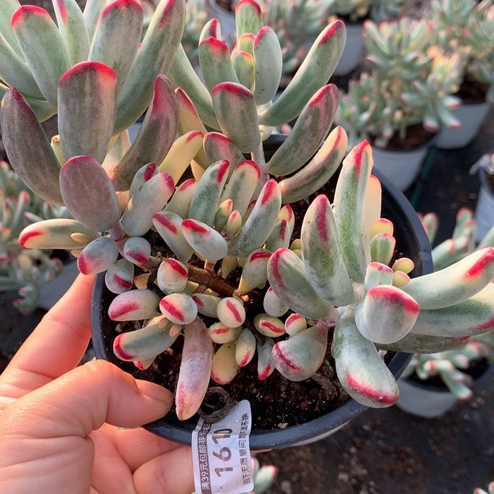 无花朵棒叶福娘锦1610