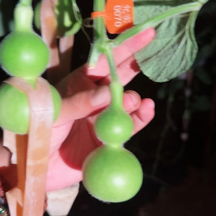 立*天津嘴0070文玩葫芦