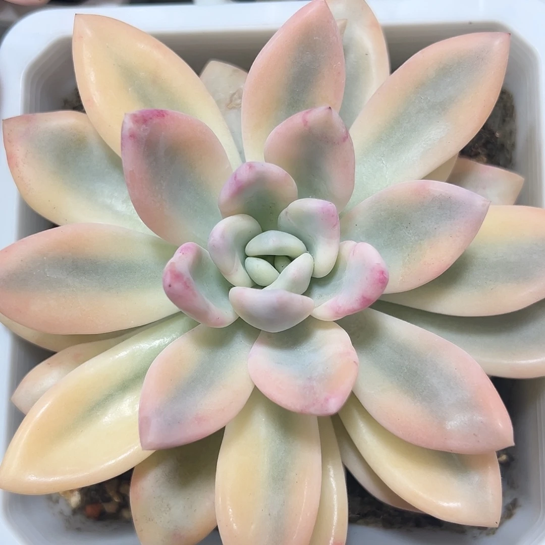 奥普彩锦多肉植物