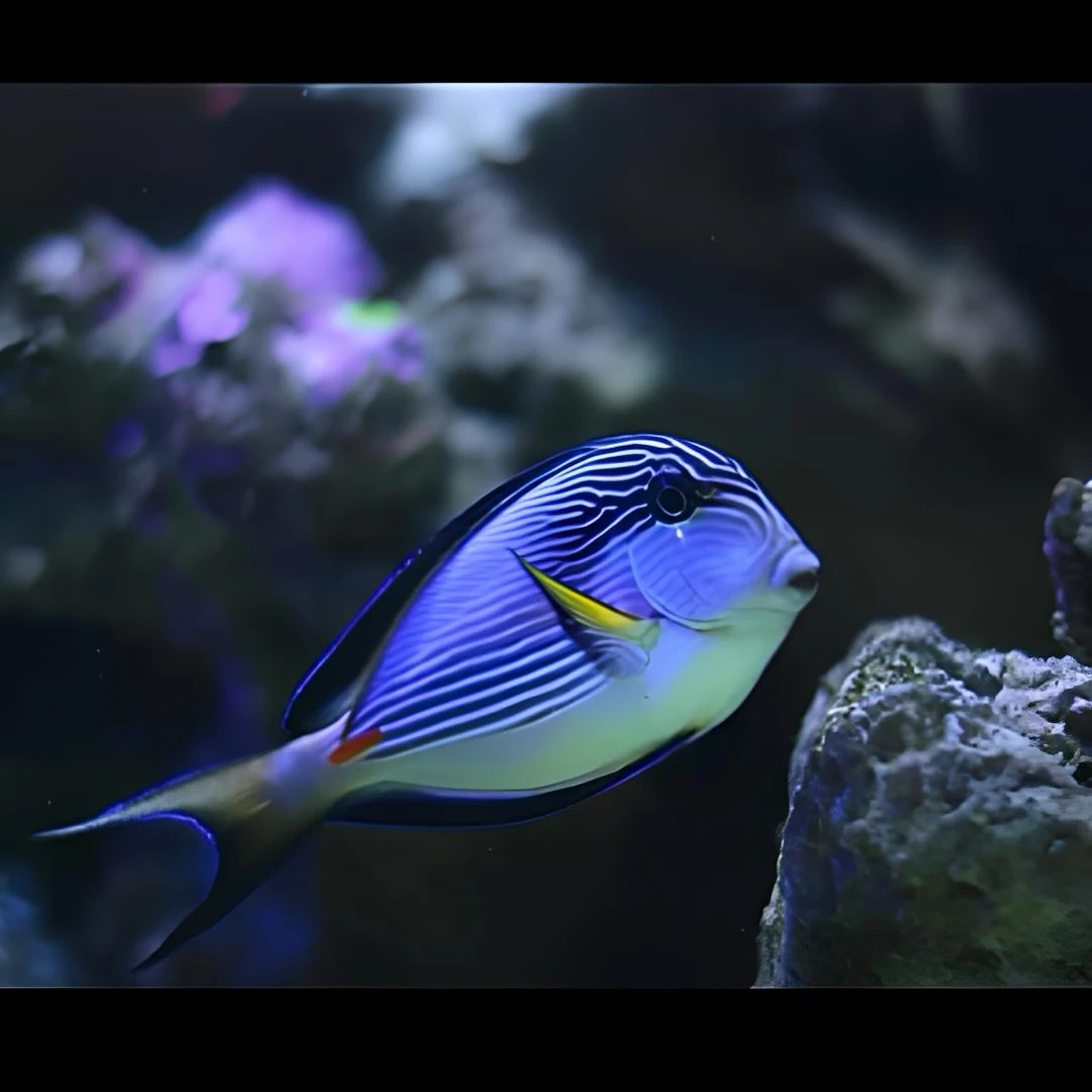 红海骑士海水鱼热带观赏鱼售后需拍开箱视频（免包装费）