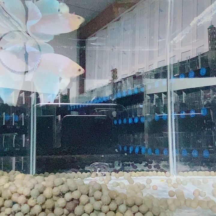 c***）斗鱼黑209号巨斗半月